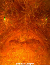 Striped anglerfish portrait, taken in Sydney Harbour by Michael Gallagher 